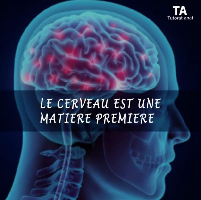 Illustration d'un cerveau humain : « Le cerveau est une matière première » — Tutorat Anat